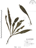 中文名:萊氏線蕨(P000667)學名:Colysis wrightii (Hook.) Ching(P000667)