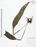 中文名:萊氏線蕨(P000668)學名:Colysis wrightii (Hook.) Ching(P000668)
