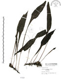中文名:萊氏線蕨(P001620)學名:Colysis wrightii (Hook.) Ching(P001620)