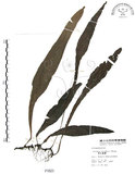 中文名:萊氏線蕨(P001621)學名:Colysis wrightii (Hook.) Ching(P001621)