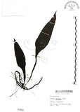 中文名:萊氏線蕨(P001624)學名:Colysis wrightii (Hook.) Ching(P001624)