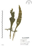 中文名:萊氏線蕨(P002476)學名:Colysis wrightii (Hook.) Ching(P002476)