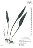 中文名:萊氏線蕨(P006982)學名:Colysis wrightii (Hook.) Ching(P006982)