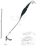 中文名:萊氏線蕨(P007409)學名:Colysis wrightii (Hook.) Ching(P007409)