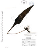 中文名:萊氏線蕨(P007813)學名:Colysis wrightii (Hook.) Ching(P007813)