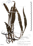 中文名:萊氏線蕨(P007823)學名:Colysis wrightii (Hook.) Ching(P007823)