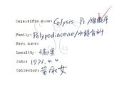 中文名:萊氏線蕨(P008053)學名:Colysis wrightii (Hook.) Ching(P008053)