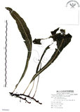中文名:萊氏線蕨(P008907)學名:Colysis wrightii (Hook.) Ching(P008907)