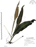 中文名:萊氏線蕨(P009108)學名:Colysis wrightii (Hook.) Ching(P009108)
