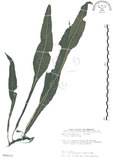 中文名:萊氏線蕨(P009335)學名:Colysis wrightii (Hook.) Ching(P009335)