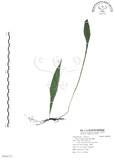中文名:萊氏線蕨(P009723)學名:Colysis wrightii (Hook.) Ching(P009723)