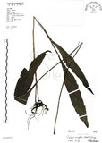 中文名:萊氏線蕨(P010472)學名:Colysis wrightii (Hook.) Ching(P010472)