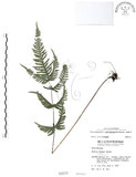 中文名:半邊羽裂鳳尾蕨(P000777)學名:Pteris semipinnata L.(P000777)