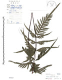 中文名:半邊羽裂鳳尾蕨(P005037)學名:Pteris semipinnata L.(P005037)