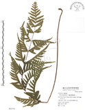 中文名:半邊羽裂鳳尾蕨(P005793)學名:Pteris semipinnata L.(P005793)