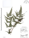 中文名:半邊羽裂鳳尾蕨(P005892)學名:Pteris semipinnata L.(P005892)