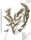 中文名:半邊羽裂鳳尾蕨(P006470)學名:Pteris semipinnata L.(P006470)