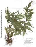 中文名:半邊羽裂鳳尾蕨(P008389)學名:Pteris semipinnata L.(P008389)