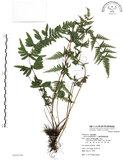 中文名:半邊羽裂鳳尾蕨(P008396)學名:Pteris semipinnata L.(P008396)