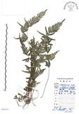 中文名:半邊羽裂鳳尾蕨(P008762)學名:Pteris semipinnata L.(P008762)