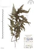 中文名:半邊羽裂鳳尾蕨(P008980)學名:Pteris semipinnata L.(P008980)