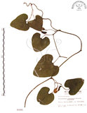 中文名:琉球馬兜鈴(S003285)學名:Aristolochia liukiuensis Hatusima(S003285)中文別名:大葉馬兜鈴