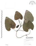 中文名:琉球馬兜鈴(S005306)學名:Aristolochia liukiuensis Hatusima(S005306)中文別名:大葉馬兜鈴