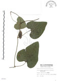 中文名:琉球馬兜鈴(S008500)學名:Aristolochia liukiuensis Hatusima(S008500)中文別名:大葉馬兜鈴