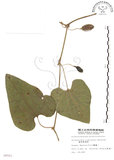 中文名:琉球馬兜鈴(S008501)學名:Aristolochia liukiuensis Hatusima(S008501)中文別名:大葉馬兜鈴