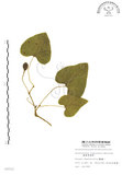 中文名:琉球馬兜鈴(S008502)學名:Aristolochia liukiuensis Hatusima(S008502)中文別名:大葉馬兜鈴