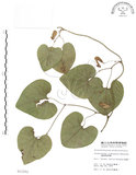 中文名:琉球馬兜鈴(S011551)學名:Aristolochia liukiuensis Hatusima(S011551)中文別名:大葉馬兜鈴