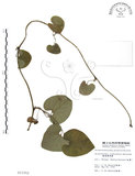 中文名:琉球馬兜鈴(S011552)學名:Aristolochia liukiuensis Hatusima(S011552)中文別名:大葉馬兜鈴