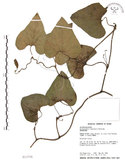 中文名:琉球馬兜鈴(S013756)學名:Aristolochia liukiuensis Hatusima(S013756)中文別名:大葉馬兜鈴