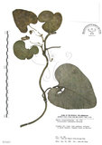 中文名:琉球馬兜鈴(S035457)學名:Aristolochia liukiuensis Hatusima(S035457)中文別名:大葉馬兜鈴