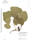 中文名:琉球馬兜鈴(S035528)學名:Aristolochia liukiuensis Hatusima(S035528)中文別名:大葉馬兜鈴