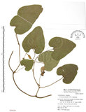 中文名:大葉馬兜鈴(S050329)學名:Aristolochia kaempferi Willd.(S050329)中文別名:琉球馬兜鈴