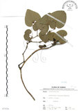 中文名:琉球馬兜鈴(S073536)學名:Aristolochia liukiuensis Hatusima(S073536)中文別名:大葉馬兜鈴