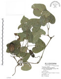 中文名:大葉馬兜鈴(S076862)學名:Aristolochia kaempferi Willd.(S076862)中文別名:琉球馬兜鈴