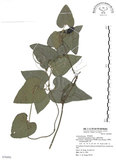 中文名:大葉馬兜鈴(S076992)學名:Aristolochia kaempferi Willd.(S076992)中文別名:琉球馬兜鈴