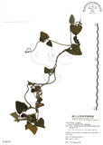 中文名:大葉馬兜鈴(S078076)學名:Aristolochia kaempferi Willd.(S078076)中文別名:琉球馬兜鈴