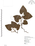 中文名:大葉馬兜鈴(S082416)學名:Aristolochia kaempferi Willd.(S082416)中文別名:琉球馬兜鈴
