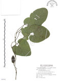 中文名:大葉馬兜鈴(S087952)學名:Aristolochia kaempferi Willd.(S087952)中文別名:琉球馬兜鈴