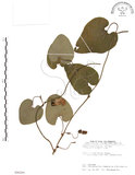 中文名:大葉馬兜鈴(S090269)學名:Aristolochia kaempferi Willd.(S090269)中文別名:琉球馬兜鈴
