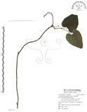中文名:大葉馬兜鈴(S095111)學名:Aristolochia kaempferi Willd.(S095111)中文別名:琉球馬兜鈴