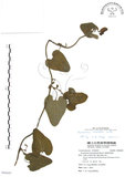中文名:大葉馬兜鈴(S096600)學名:Aristolochia kaempferi Willd.(S096600)中文別名:琉球馬兜鈴