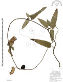 中文名:大葉馬兜鈴(S098169)學名:Aristolochia kaempferi Willd.(S098169)中文別名:琉球馬兜鈴