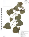 中文名:大葉馬兜鈴(S099110)學名:Aristolochia kaempferi Willd.(S099110)中文別名:琉球馬兜鈴