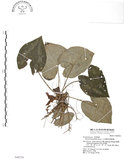 中文名:大花細辛(S048720)學名:Asarum macranthum Hook. f.(S048720)中文別名:馬蹄香