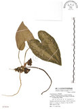 中文名:大花細辛(S075039)學名:Asarum macranthum Hook. f.(S075039)中文別名:馬蹄香