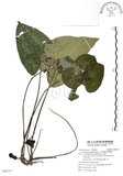 中文名:大花細辛(S095557)學名:Asarum macranthum Hook. f.(S095557)中文別名:馬蹄香